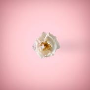 White flower in pink background