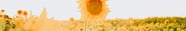 yellow sunflower field during daytime