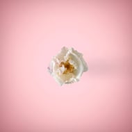 White flower in pink background