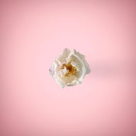 White rose in a ping background
