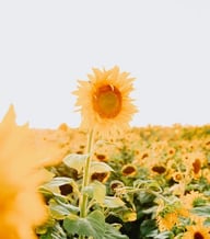 yellow sunflower field during daytime