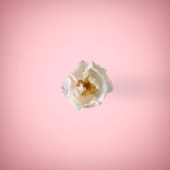 White rose in a ping background