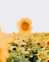 yellow sunflower field during daytime