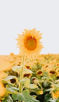 yellow sunflower field during daytime