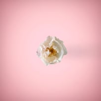 White flower in pink background