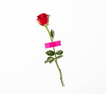 red rose with green leaves