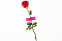 red rose with green leaves