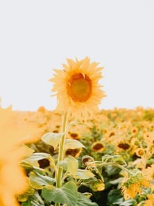 yellow sunflower field during daytime