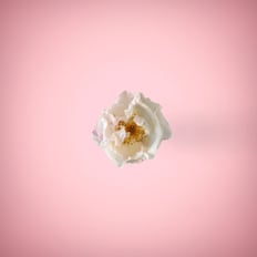 White rose in a ping background