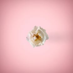 White flower in pink background