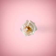 White flower in pink background