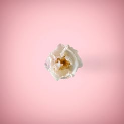 White flower in pink background