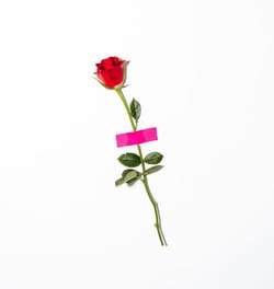 red rose with green leaves