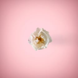 White flower in pink background