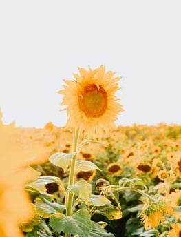 yellow sunflower field during daytime