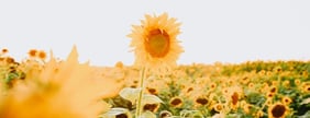 yellow sunflower field during daytime