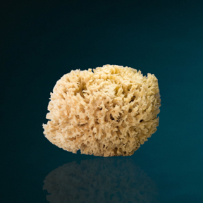 Oversized Bathing Sea Sponge