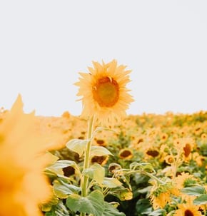 yellow sunflower field during daytime