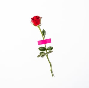 red rose with green leaves