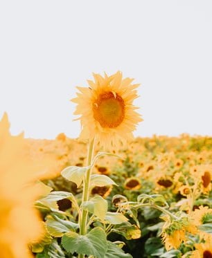 yellow sunflower field during daytime