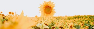 yellow sunflower field during daytime