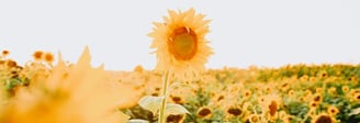 yellow sunflower field during daytime