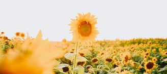 yellow sunflower field during daytime