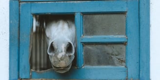 white short coated dog in blue window