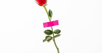 red rose with green leaves