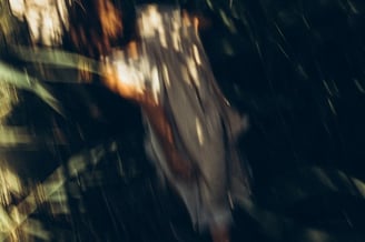 woman in white and brown dress standing on green grass during night time