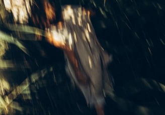woman in white and brown dress standing on green grass during night time