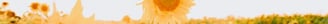 yellow sunflower field during daytime