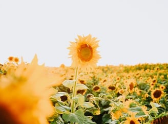 yellow sunflower field during daytime