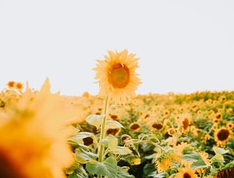 yellow sunflower field during daytime