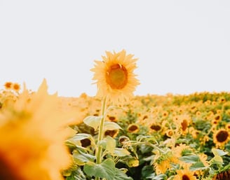 yellow sunflower field during daytime