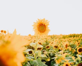 yellow sunflower field during daytime