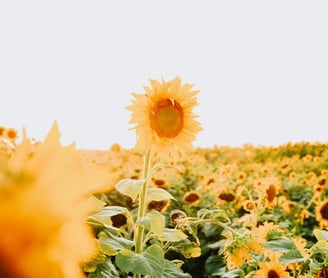 yellow sunflower field during daytime