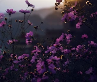 purple flowers with yellow and white sun light