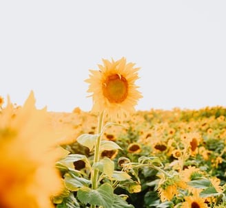 yellow sunflower field during daytime calmness blossoming future