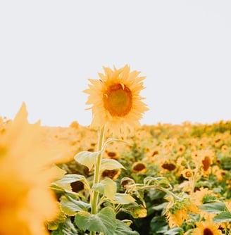 yellow sunflower field during daytime