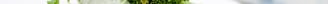 green vegetable on white ceramic plate