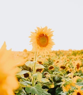 yellow sunflower field during daytime