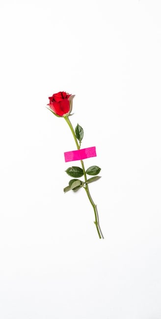 red rose with green leaves