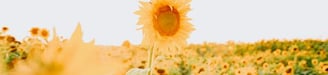 yellow sunflower field during daytime