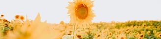 yellow sunflower field during daytime