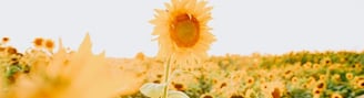 yellow sunflower field during daytime
