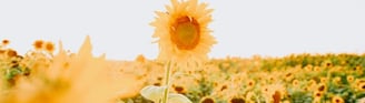 yellow sunflower field during daytime