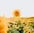 yellow sunflower field during daytime
