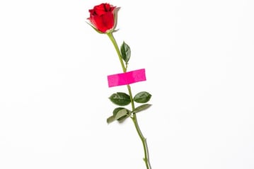 red rose with green leaves