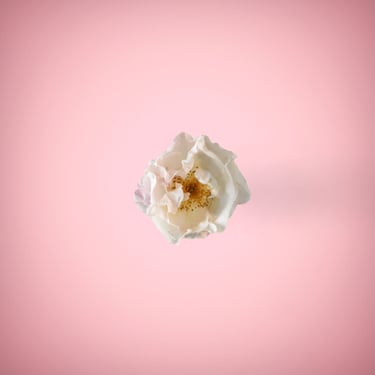 White flower in pink background